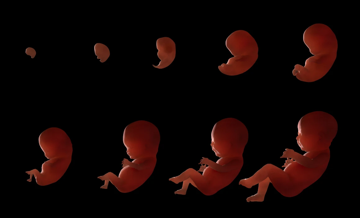 Stages of fetal developement