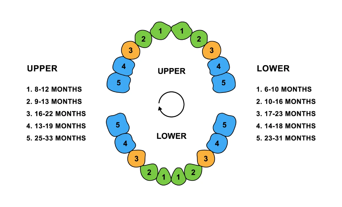 Baby Tooth Eruption Timeline